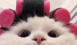 胖猫谭竹吃瓜爆料